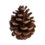 pine. MC logo
