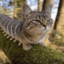 Nerdcats logo